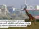 A giraffe in Nairobi National Park, with the city in the background. WLDavies/E+, via Getty Images
